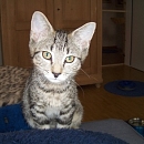 Ilia