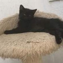 Blacky