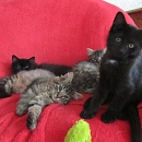 Blacky