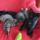 Blacky