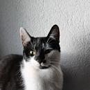 Domino