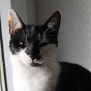 Domino