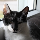 Domino