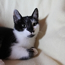 Domino