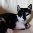 Domino