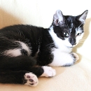 Domino