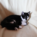 Domino