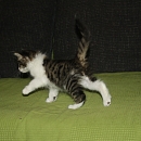 Jumper