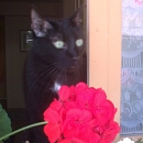 Mickey