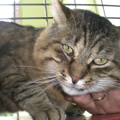 Stella - das Tierheim ist vergessen!