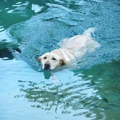 Jacky, eigentlich Labrador - jetzt Wasserratte