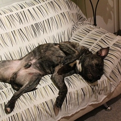 Maddox (Dtex) - fast ein Zirkus Hund