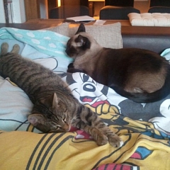 Post vom kleinen Katzenmann Tom!
