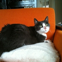 Unser herziger Cookie!