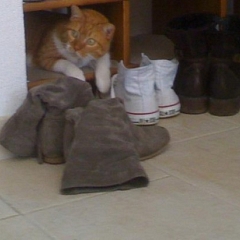 Janosch´s grosse Augen