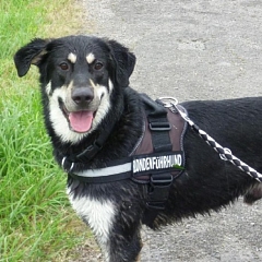 Garry ein Traumhund!