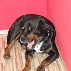 Snoop küsst gern kleine Mädchen, liebt Rotti Damen und Kuchen ; )