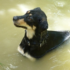 Mila die Wasserratte