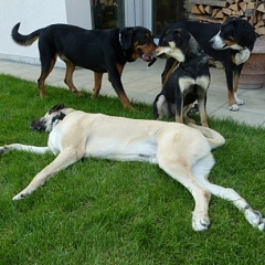 Dylan, Prince und Mila - angekommen im Hundeparadies