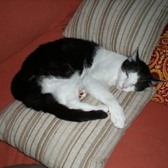 Felicito im Glück