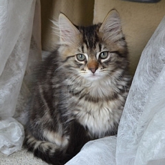Aus Kitten werden Kätzchen
