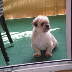 Monty