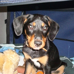 Neues von klein Penny