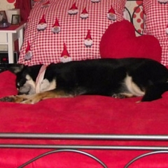 Oskar (Pippa) schläft im Himmelbett