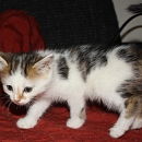 Wanda