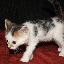 Wanda