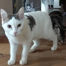 Grisou - liebt Menschen, Katzen, Hunde