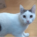 Grisou - liebt Menschen, Katzen, Hunde