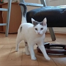 Grisou - liebt Menschen, Katzen, Hunde