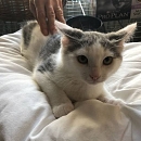 Grisou - liebt Menschen, Katzen, Hunde