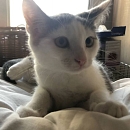 Grisou - liebt Menschen, Katzen, Hunde