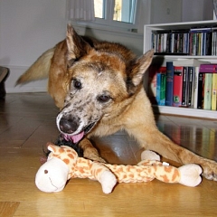 Roger (Luigi) ... als wäre er schon immer da gewesen