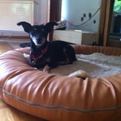 Lovely - ein Goldschatz