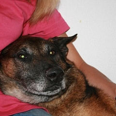 Skilu - Traumhund in Traum-Zuhause