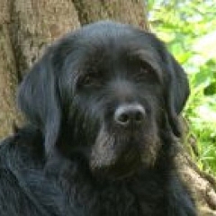 Akima (früher Anja) ist ein richtiger Familienhund! 1