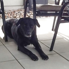 Blacky, das Schlitzohr, hat sich sehr gut eingelebt