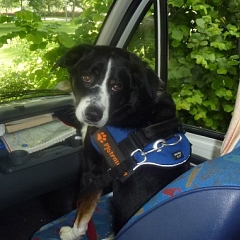 Balou - der Wohnmobil Hund