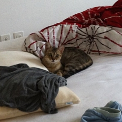 Masha hat IHR Zuhause gefunden!
