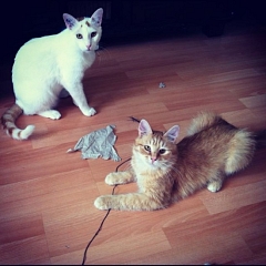 Popeye & Simba haben ihr Glück gefunden!