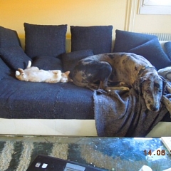 Snoopy hat seinen Hund im Griff!