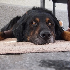 Mahou, jetzt Sam - Traumhund liebt Traumfamilie und umgekehrt