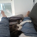 Manni der Schmusekater