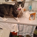 Manni der Schmusekater