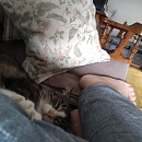 Manni der Schmusekater