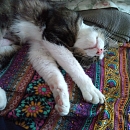 Manni der Schmusekater