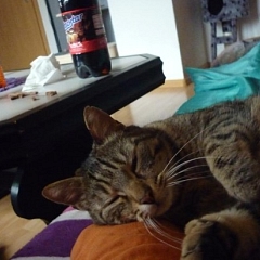 Minouche macht Siesta !!!